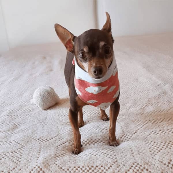 Bandana Sweet Dreams Dupla Face