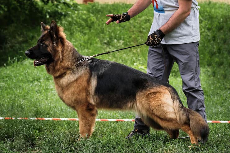 2 Dicas Especiais para Presentear um Adestrador