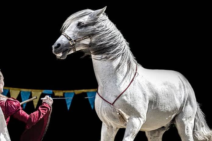 3 Brindes ótimos para um Artista Equestre